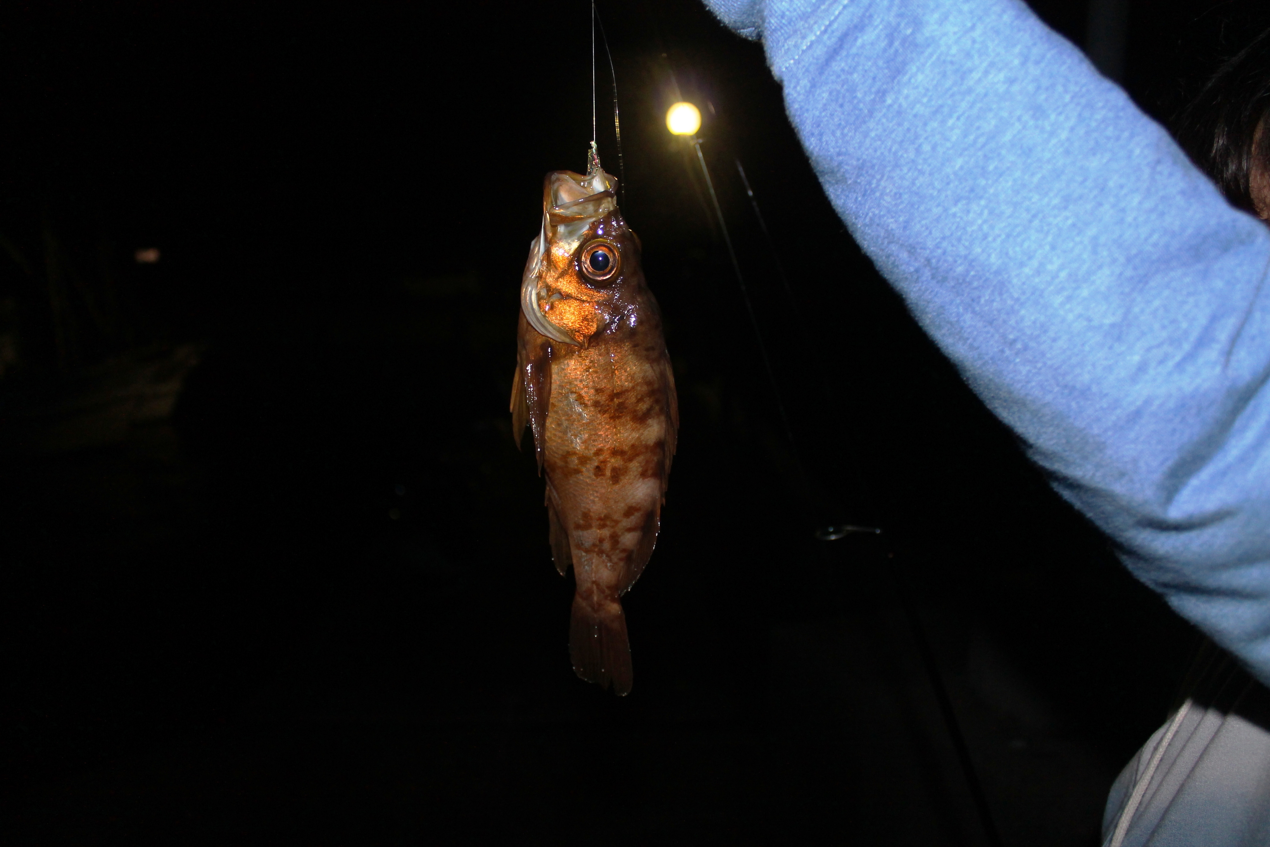 釣りクラブ通信 スタッフブログ 宇和島徳洲会病院